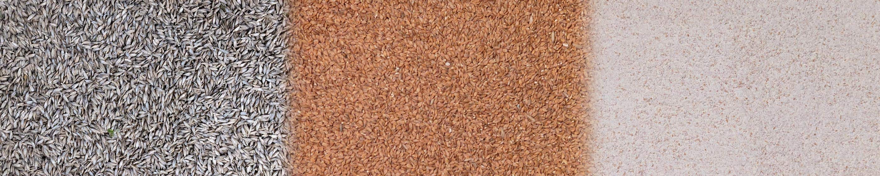 Einkorn wheat berries and flour from Borderview Family Farm