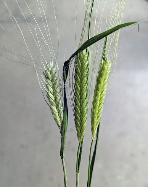 Einkorn wheat growing at Borderview Family Farm in Northwest Vermont
