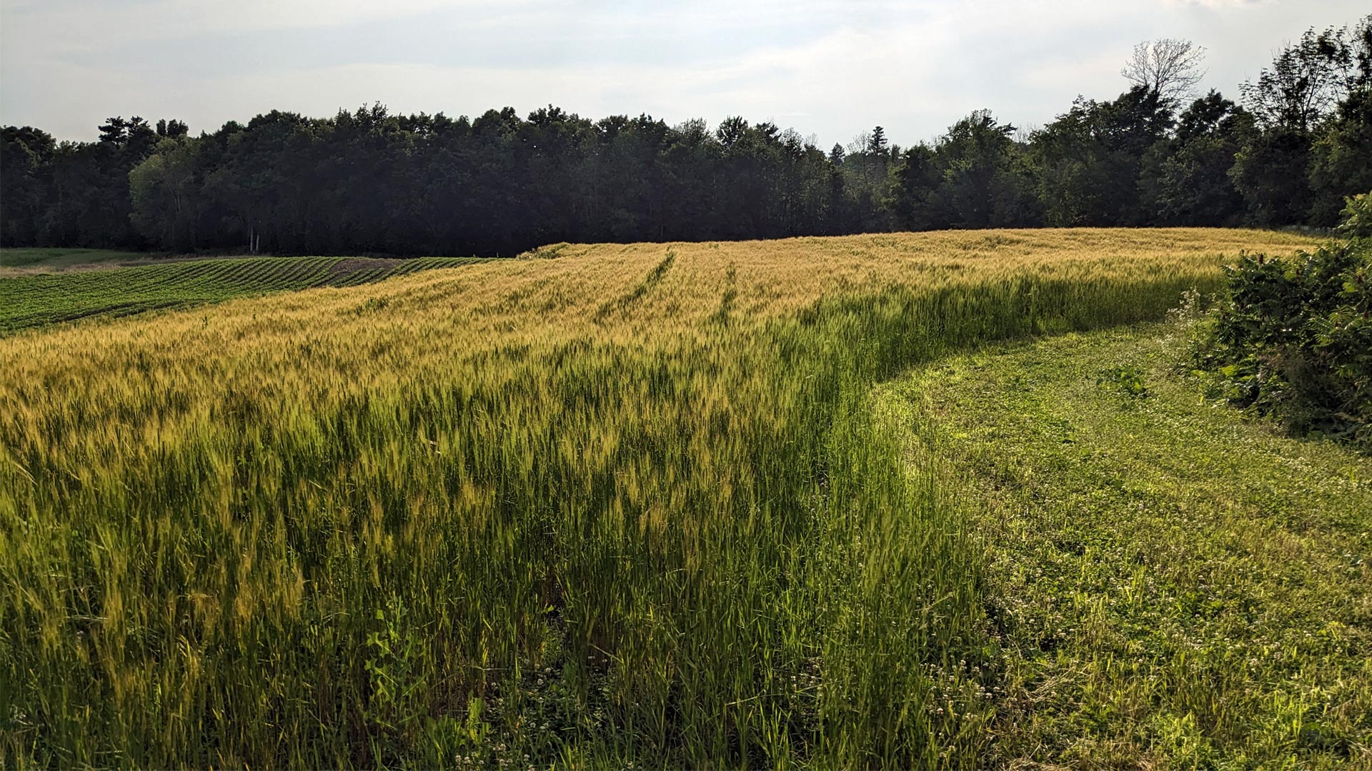 Fresh baked einkorn goods from Borderview Family Farm